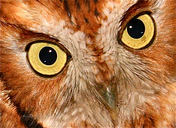 owl