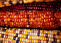 corn3