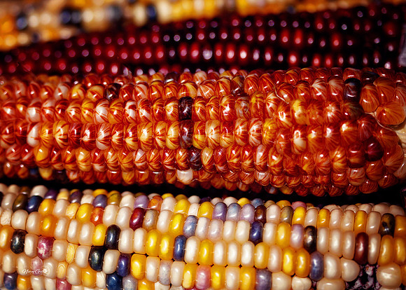 corn3