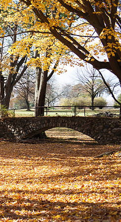 MIIBS Bridge Fall-large