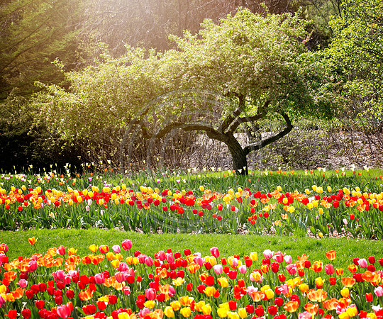 Dow Tulips 1