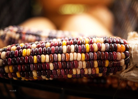 corn2