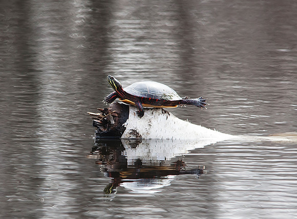 turtle on birchbark