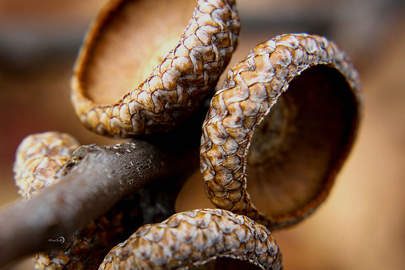 acorns
