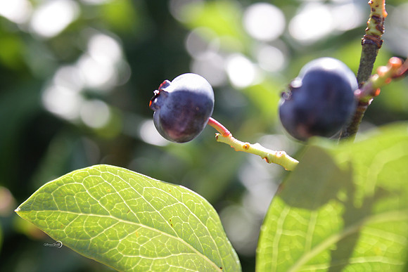 blueberry