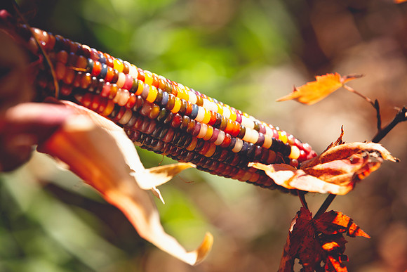 Indian Corn