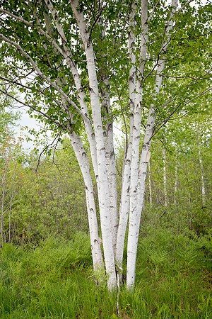birch tree