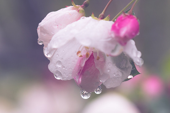 Rain Flowers-19