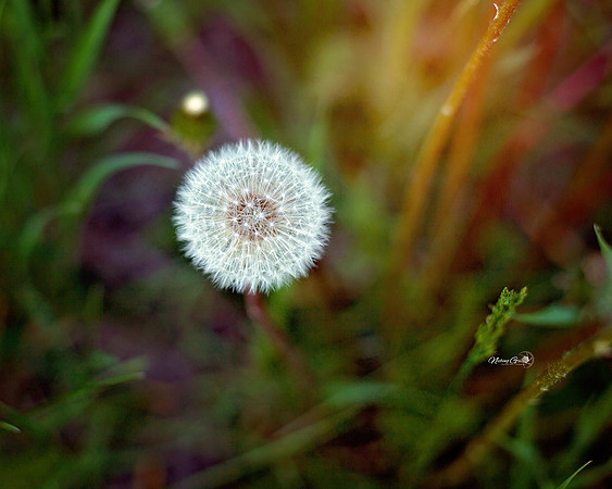 blow