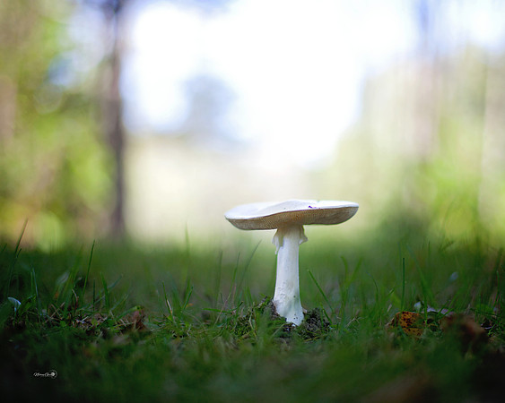 mushroom