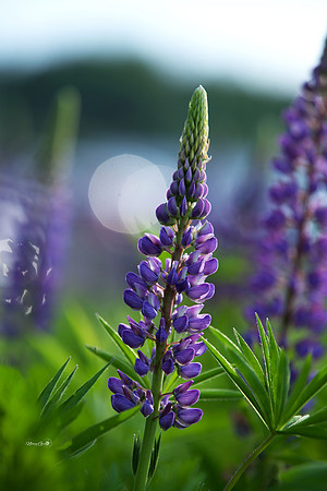 purple flower
