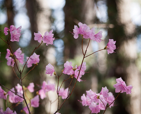 purple flowers