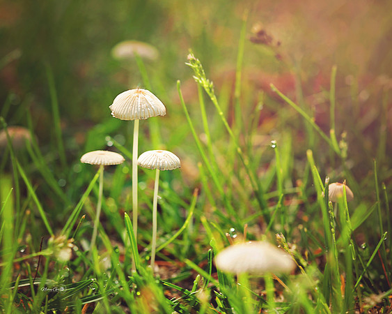 tiny mushrooms