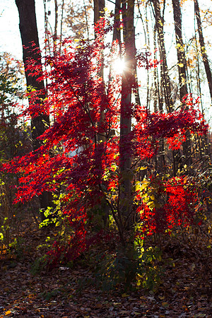 Red Leafs-1