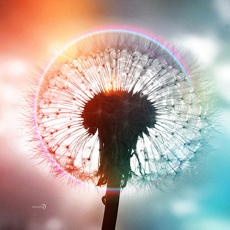 dandy lion