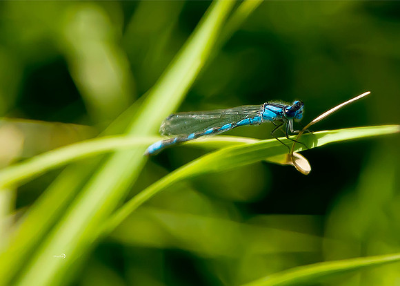 Dragon Fly