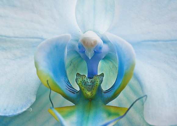 flower21