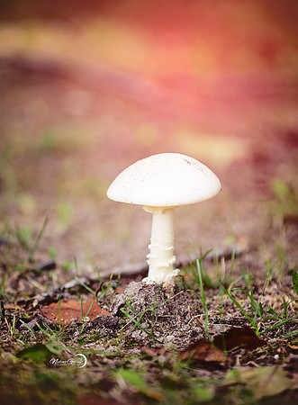 Mushroom#3