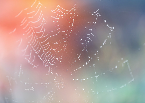 spiderweb