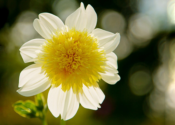 white petals (1 of 1)