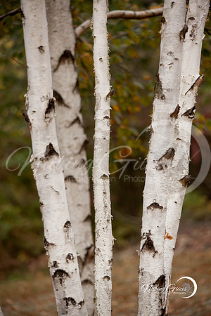 Birch