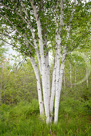 birch tree