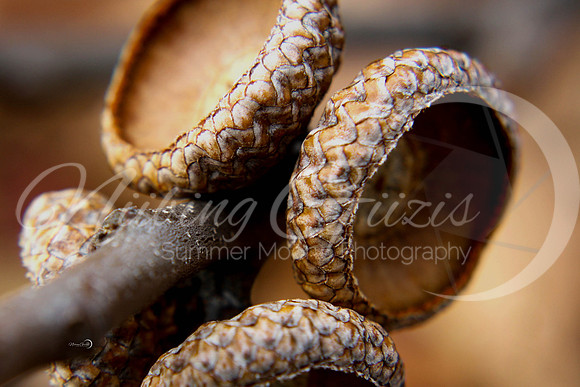 acorns