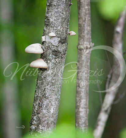mushrooms