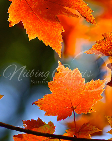 fall leaves3