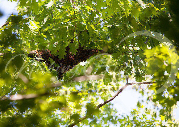 bee hive2