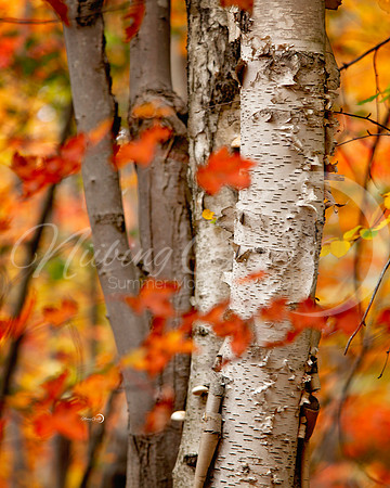 birch2