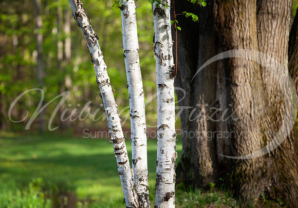 birch