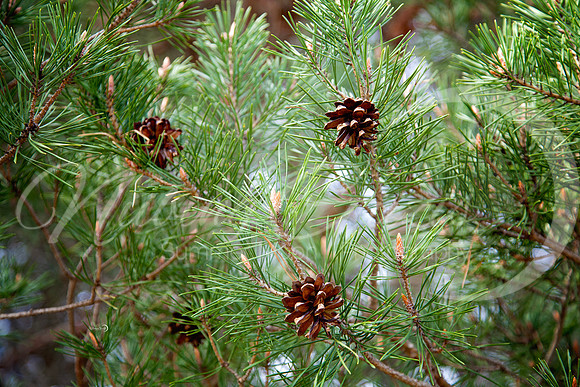 baby pine cones