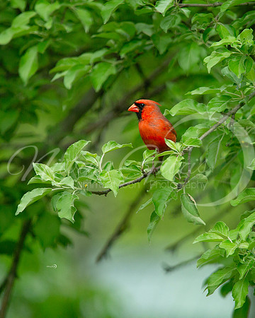 Cardinal