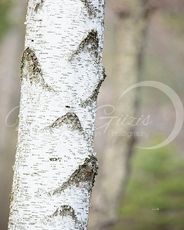 Birch Bark