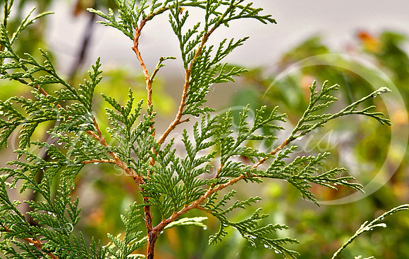 cedar