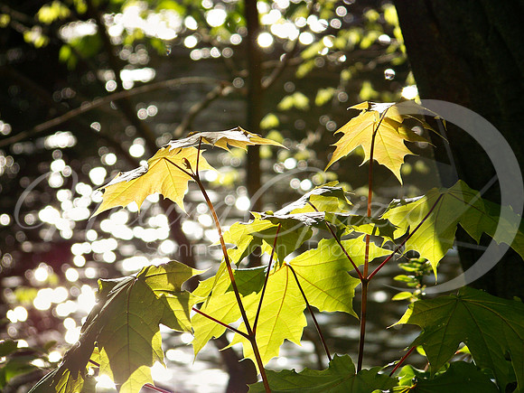 chippewa river 7