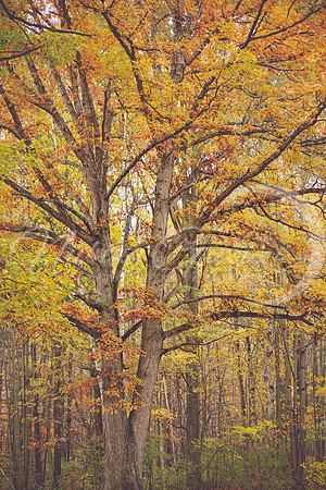 fall tree