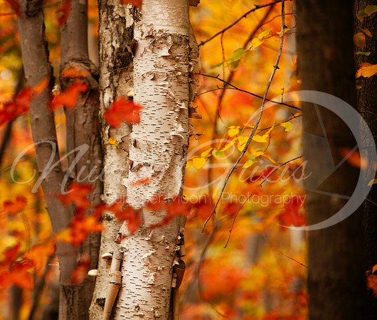 fall3