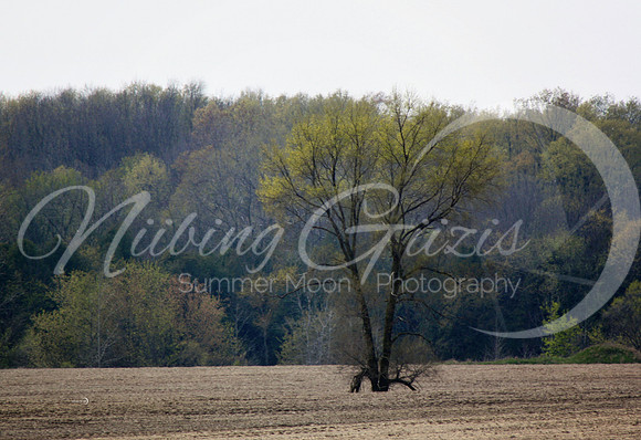 farm land