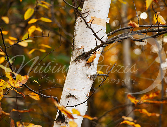 fall4