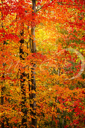 fall2
