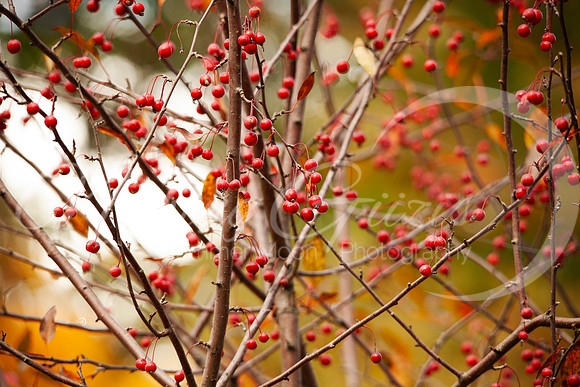 fall