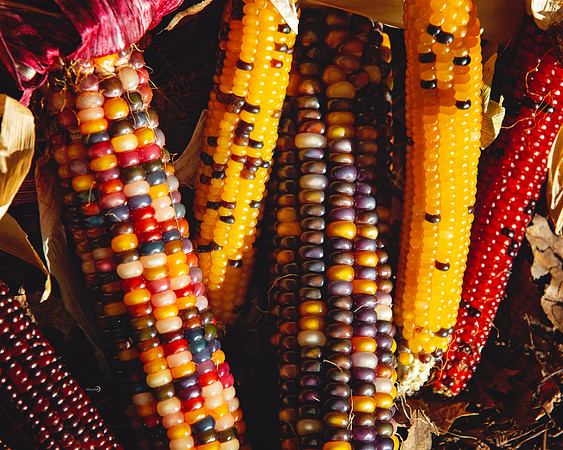Indian Corn
