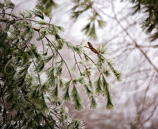 frozen5