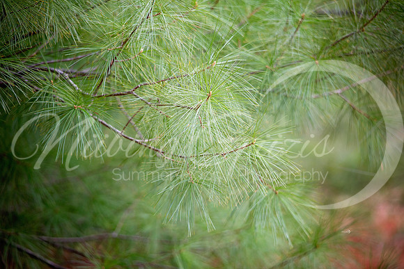 pine copy