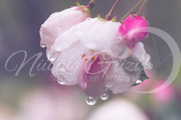 Rain Flowers-19 copy