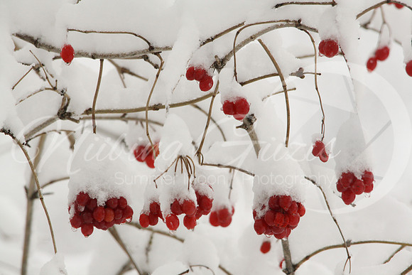 red berries