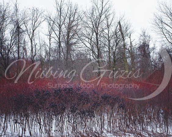 red willow