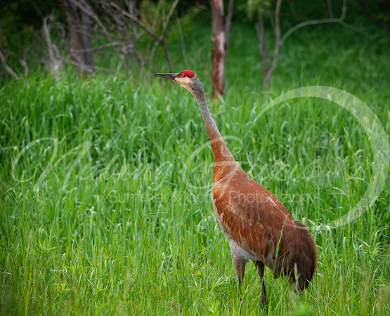 sandhill crane